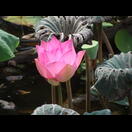 Die Blüte einer Lotosblume